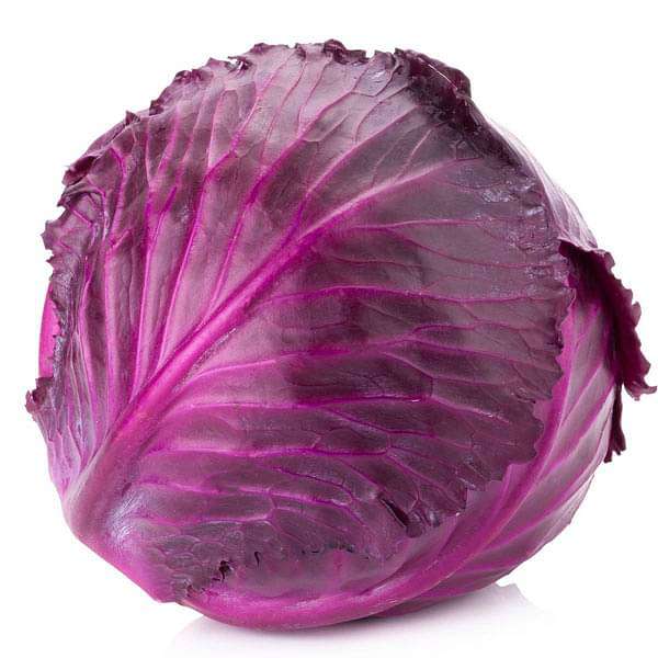 Cabbage Red Imported Vegetable Seeds